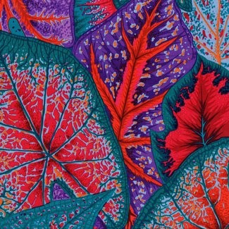 Free Spirit Fabrics - Kaffe Fassett Collective - Philip Jacobs -Caladiums PJ108 Red