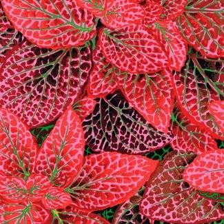 Free Spirit Fabrics - Kaffe Fassett Collective - Philip Jacobs PJ129 Fittonia Red