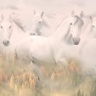 Hoffman Fabrics - Digital Print Panel- Call of the Wild - Dawn 4592