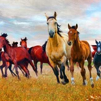 David Textiles - Art Licensing - Ata Alishahi- Digital Print Panel- Wild in Nature - Horses AL44550C1